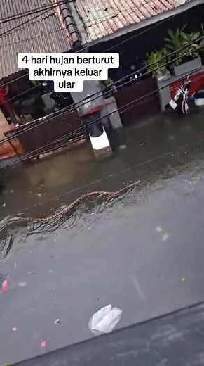 Ular Besar Muncul Saat Banjir di Bali