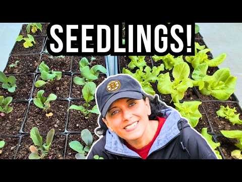 February Seedling Tour (Geraniums, Pansies, Lettuce, Impatiens Begonias & More!)