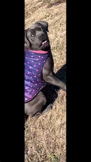 Understanding Cane Corso Temperament and Behavior