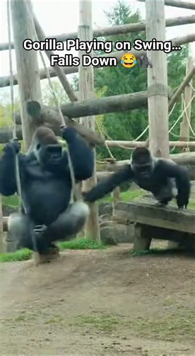 Gorilla Playing on Swing… Falls Down 😂🦍