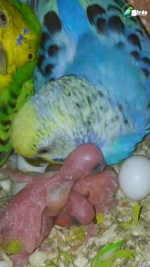 budgerigar baby caring parents👨‍👩‍👦‍👦😍#budgerigarbaby #budgerigarbabyboy #budgerigar #budgerigars #budgerigarbird #budgerigarshow #budgerigarlover #budgerigar_world #budgerigarbreeder #reels #reelsfb #reelviral #reelvideo #reelvideos #birdsofvillage | Birds Of Village