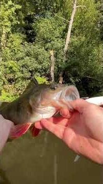 Record perche !!!!!!! Super poisson que tu fais que peu de fois dans une vie !!!! #fishing #perche