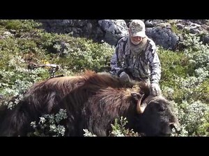 Gary Gapp Kills a Greenland Muskox