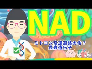 NADH l ミトコンドリアサプリ