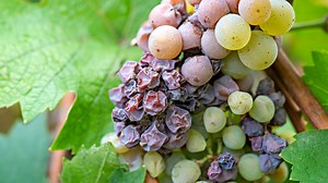 How The Noble Rot Fungus Helps Produce A Rare, Highly Palatable Wine - Tasting Table