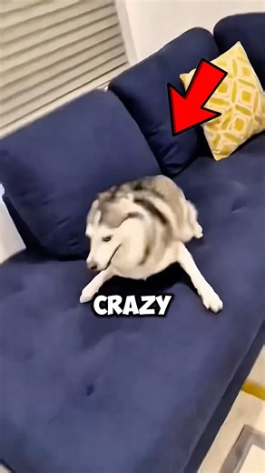 Why Dogs Go CRAZY Then Instantly Sleep... ⚡😴
