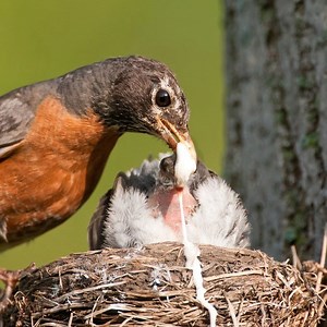 Baby bird Goes SUPER CRAZY after Eating OVER-SIZED GRAPES in Bananas 🤪 🤓 😅 | Bird TV