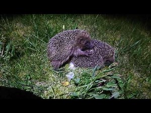 Comment on fait les bébés... hérissons ?