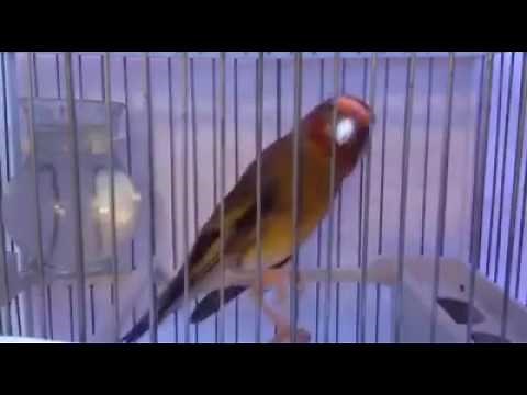 ‫ Magnifique Chant de Mulet donnez vos avis