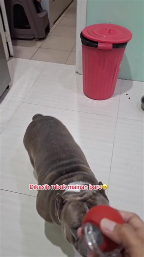 Hiro the American Bully Meets Fun New Toy