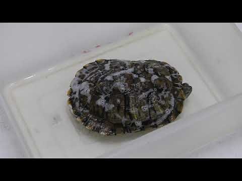How to treat shell rot in the red-eared slider