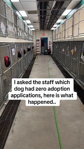 1.2M views · 3.1K reactions | Not one adoption application for Luke for over 365 days. He is at Heart2Heart Animal Rescue in NJ. Adoption application is in my bio. @rachelishaa for all updates. * * * #savealife #animalrescue #adoptdontshop #rescuedogsofinstagram #rescue #dogoftheday #rescuedog #adopt | Rachelishaa | Facebook