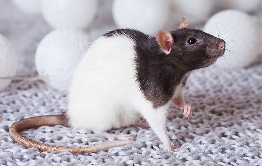 Rat Symbolism & Meaning ( Totem, Spirit & Omens)