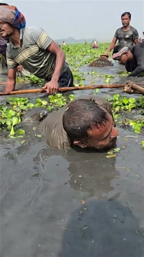 Interesting Rural Fishing. Catching Big Catfish #fishing