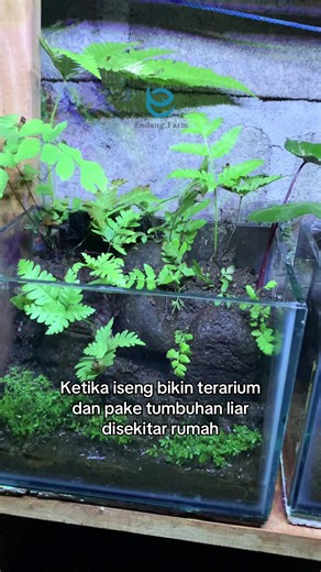 Iseng bikin terarium pake taneman liar disekitar rumah #terarium #aquascape #aquascaping #terariummini
