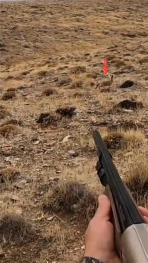 Fast Rabbit Hunting in the Wild #deerhunting #hunting #lion #raisedhunting #huntingwear #bowhunt