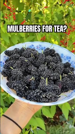 You Can Brew Tea From Mulberry Leaves?!