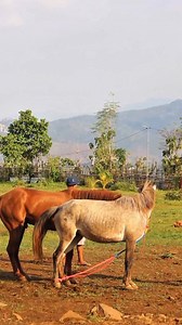 13K views · 63 reactions | This stallion looks so excited!! #animals #horse #fblifestyle #horsebreeding | Bang Yadin | Facebook