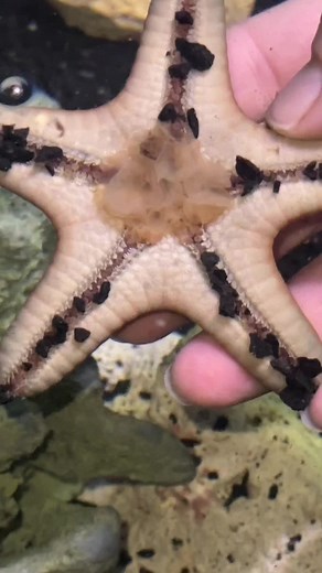 Starfish have a unique way of eating! #starfish #aquarium #food #zoo