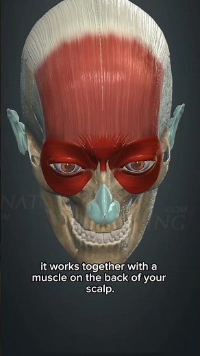 The Muscle Behind Your Facial Expressions 🧠 | 3D Anatomy