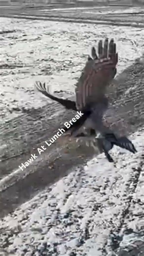 Hawk Hunted Pigeon #pigeon #hawk #bird #hunting #preditor