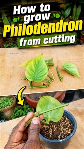 Grow Philodendron from Cuttings 🌿 | Easy Propagation Trick #Shorts