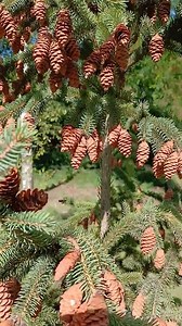 Ель сизая Европейская#ель#ёлочка