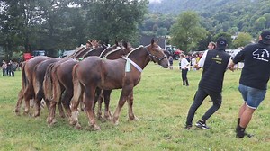 54K views · 571 reactions | Le concours départemental de chevaux de...