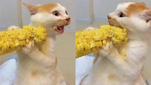 This Is How Cats Eat Corn, Though They Probably Shouldn’t
