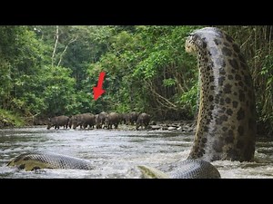 Wild Life Amazon Jungle - No Escape in the Amazon Jungle From Predators