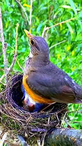 6.7K reactions · 208 shares | Beautiful parents bird feeding her baby bird .wildlife captured love 列殺 #viral #trending #birds #reels #nature #instagram #wildlifephotography #wildlife #trend #wildlifelover | Birds Beauty | Facebook
