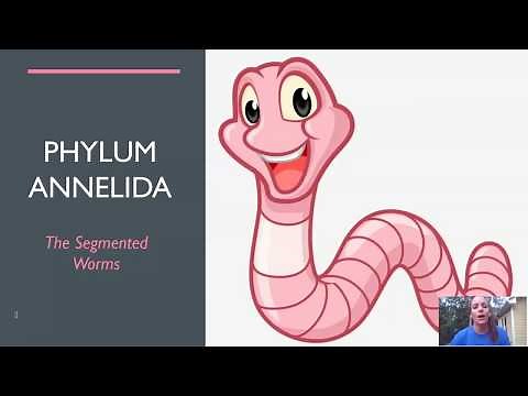 Segmented Worms (Updated)