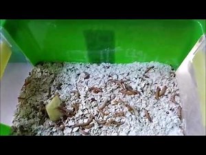 Breeding mealworms