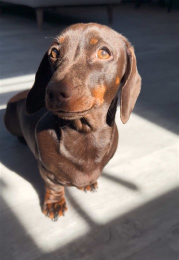 Celebrating Springtime in the UK with Our Dachshund