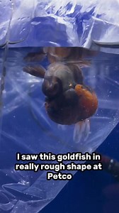Unfortunately you can’t always win when it comes to goldfish. Tried saving this beautiful fella but he was already too far gone. #fish #goldfish | Luke’s Goldies