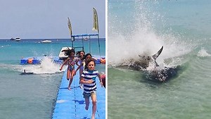 466K views · 220 reactions | Watch as this tuna causes a scene in Ghidira Bay. It is believed that the fish was disoriented after getting injured  | Rumble | Facebook