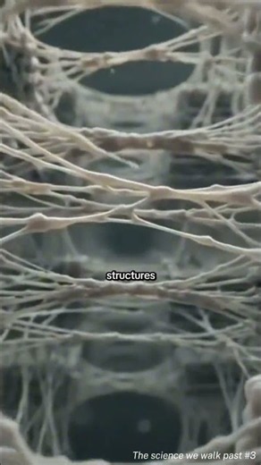 SCIENCE. Why Are Spider Webs So Strong? 🕷️ #shorts #science #spider #spidersilk #education