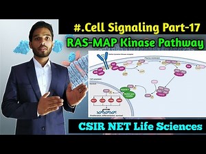 Ras-MAP kinase Pathway || BSc 1st year Zoology || Cell signalling Part-17 || CSIR NET Life Sciences