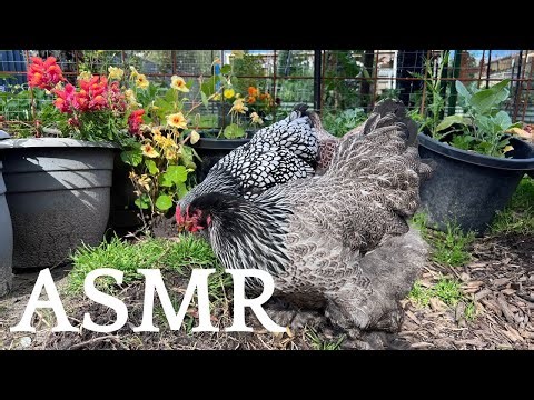Happy, Quiet Backyard Chicken Sounds - ASMR