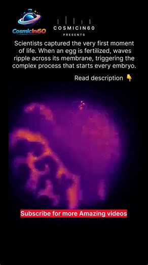 The Exact Moment Life Begins 😲 | When an Egg Is Fertilized