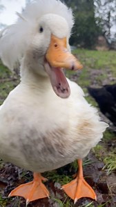 2.5K views · 362 reactions | If i were to translate what she’s saying (and I can’t because there are many duck words that can’t be translated into English or aren’t safe to say on the air) then I would go with: “ hey mom, good morning mom! I’m gonna get you! I’m awake! Play with me, now now now!” Other duck parents does this check out? | Dusty and Otter Duck | Facebook