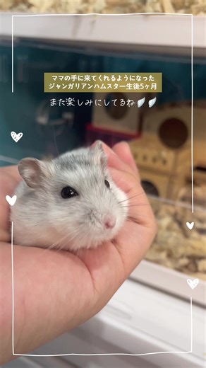 初心者が語るハムスターとの生活