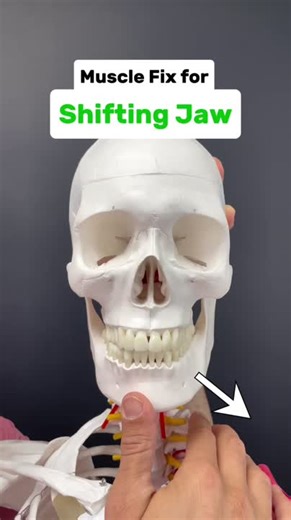 How to release lateral pterygoid muscle for TMJ | Dr. Joe Damiani, PT, DPT posted on the topic | LinkedIn