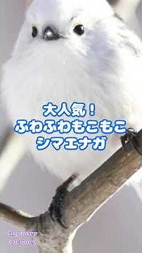 【大人気！】ふわふわもこもこシマエナガ かわいい鳥 癒しの動物 #シマエナガ #ふわふわもこもこ #癒しの小鳥 #かわいい動物 #冬の妖精 #癒し動画