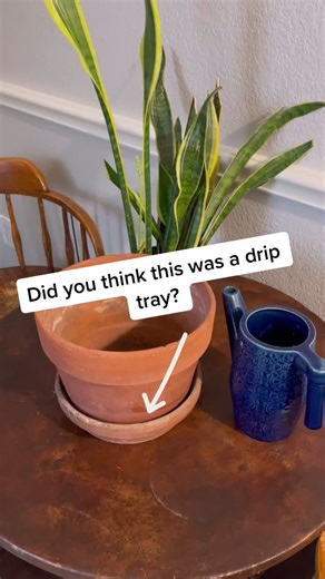 Plant Tips: Orchid Root Color Chart for Beginners