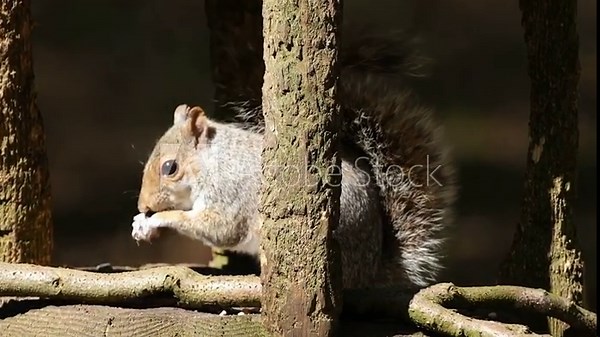 The eastern gray squirrel, also known, particularly outside of North America, as simply the grey squirrel, is a tree squirrel in the genus Sciurus.