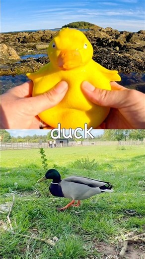 Animal Names | Kids Learn by the Island: Duck Swan Cat Frog Hippo