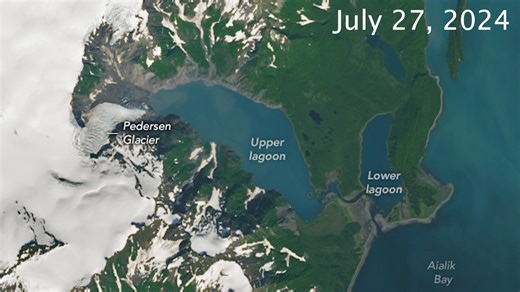 Intense rainfall in southern Alaska triggered a large landslide and a tsunami in Pedersen Lagoon in Kenai Fjords National Park on August 7, 2024. These #Landsat images show the aftermath of the landslide and tsunami. The wave damaged trees and flattened vegetation between the upper and lower portions of the Pedersen Lagoon. It also damaged a lodge’s boardwalk, according to local reports. As glaciers retreat, they leave slopes vulnerable to landslides. Pedersen Glacier is one of three lake-termin