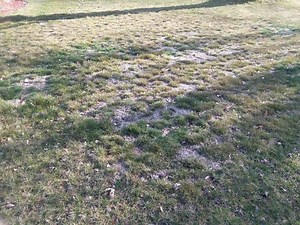 Best choice for grass seed for overseeding large portion...