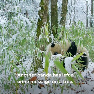 Filmmakers track down one of the rarest sights in nature: a wild panda looking to mate. | Nature | PBS